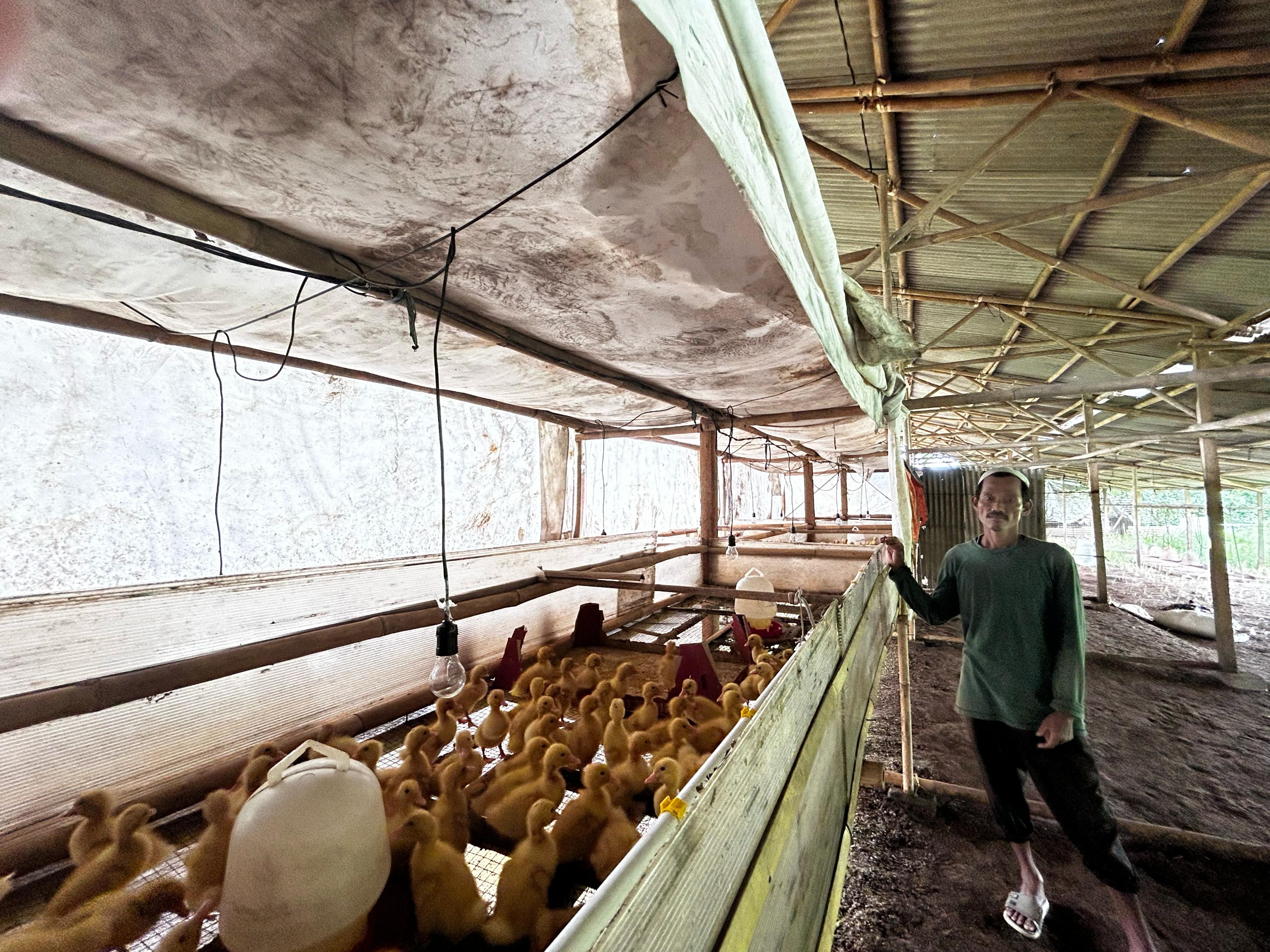 PLN UID Banten Terus Komitmen Dukung Sektor Pertanian dan Peternakan Lewat “Electrifying Agriculture”